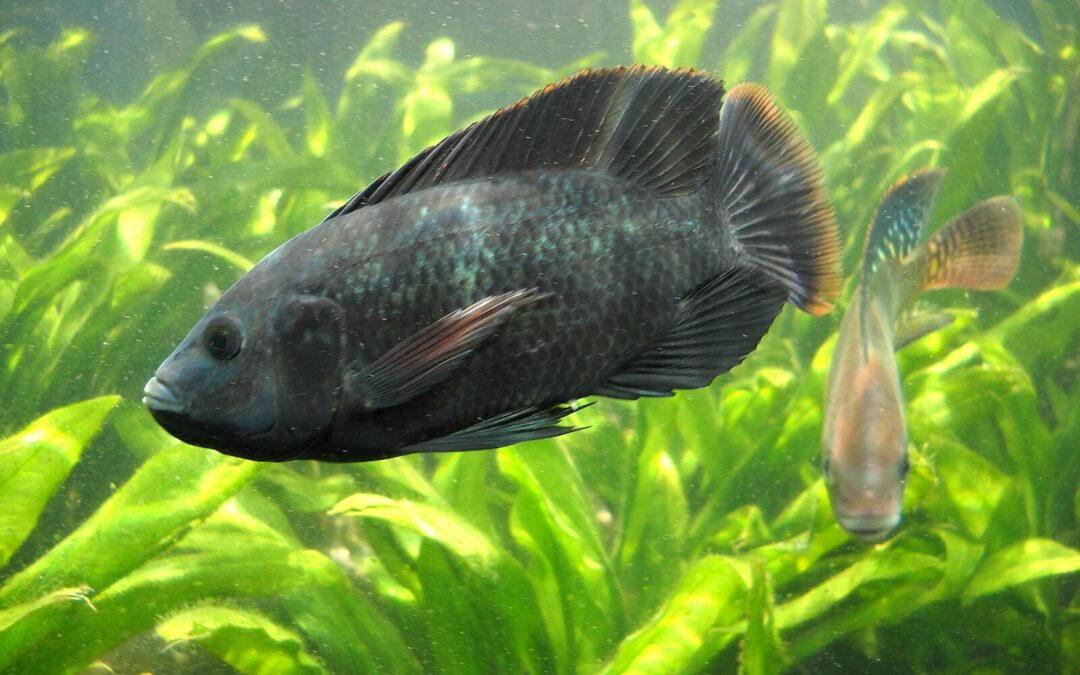 The best tasting tilapia anywhere. Right here in San Miguel de Allende.