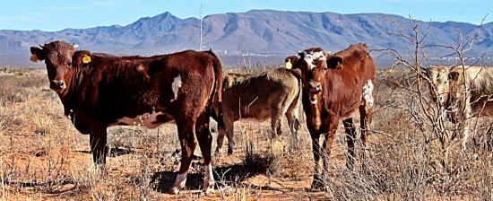 Raising the steaks. Finding the best inexpensive Mexican beef in San Miguel de Allende.