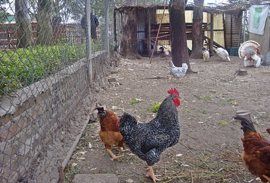 Free range chicken. Is it worth crossing the road for?
