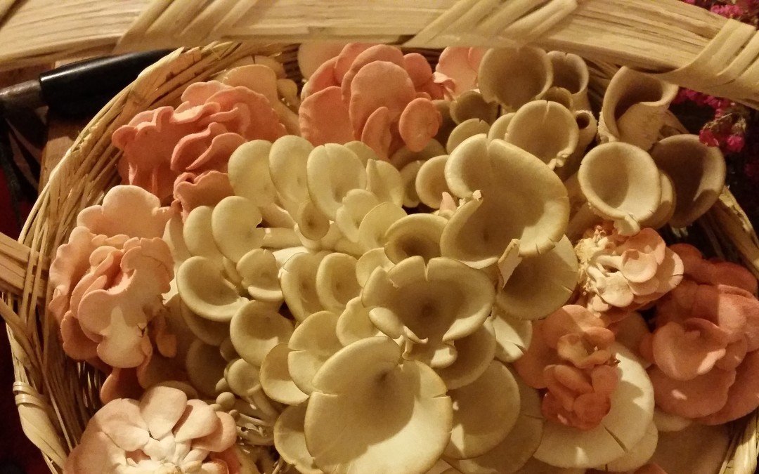 Mycological moments. In San Miguel de Allende.