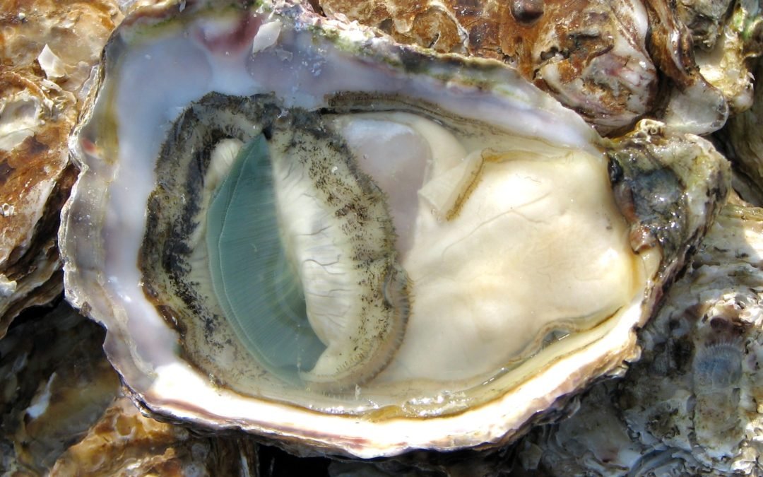 A scientific San Miguel study: Are oysters really an aphrodisiac?