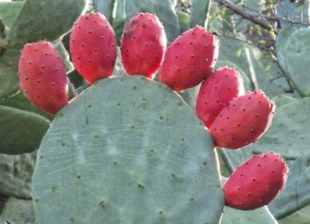 How to prep prickly pears.