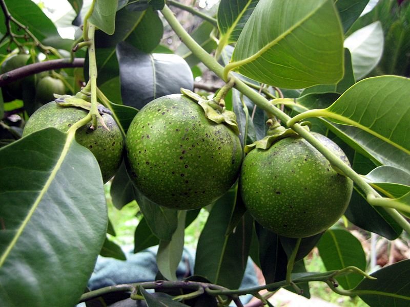 Chocolate pudding grows on trees in Mexico.