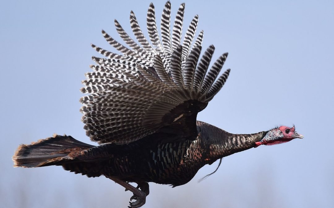 Let’s talk turkey for a while.