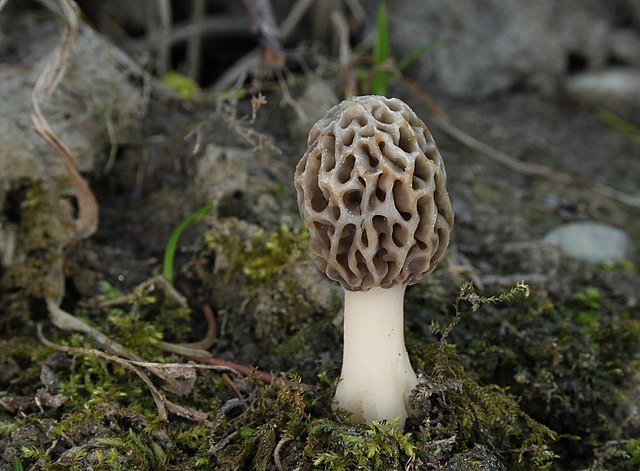 And the morel of this story is…